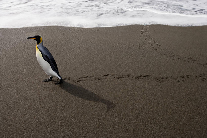 横图,室外,白天,纯洁,寂寞,海浪,海洋,水,企鹅,野生动物,鸟类,海岸线,动物,大西洋,可爱,童年,童趣,摄影,帝企鹅,童真,烂漫,无邪,次南极区群岛,大西洋群岛,天真,海滩,彩图,南冰洋