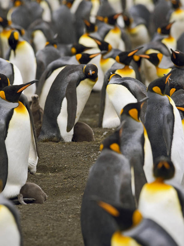 婴儿,竖图,室外,白天,海洋,水,企鹅,野生动物,一群,许多,鸟类,褐色,很多,小鸟,动物,摄影,关爱,交配,帝企鹅,性行为,次南极区群岛,大西洋群岛,彩图,南冰洋