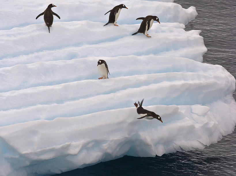 跳,横图,室外,白天,冰山,海洋,水,企鹅,野生动物,鸟类,冰,自然,动物,乐趣,冷,摄影,五只,气象,幽默,气候,享乐,南极洲,巴布亚企鹅,南极半岛,杰拉许海峡,彩图