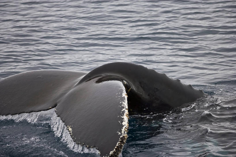 游泳,横图,室外,白天,海洋,水,哺乳动物,野生动物,溅,尾鳍,宏伟,动物,摄影,鲸,巨大,庞大,气象,鳍,气候,南极洲,鲸类,南极半岛,驼背鲸,宏大,硕大,伟大,杰拉许海峡,彩图