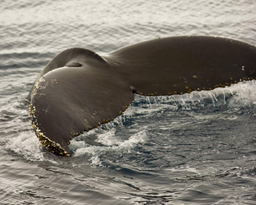 游泳,横图,室外,白天,海洋,水,哺乳动物,野生动物,溅,尾鳍,宏伟,动物,摄影,鲸,巨大,庞大,气象,鳍,气候,南极洲,鲸类,南极半岛,驼背鲸,宏大,硕大,伟大,杰拉许海峡,彩图