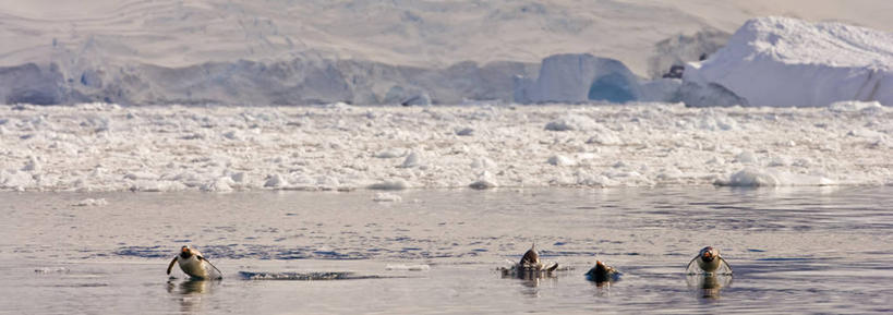 游泳,无人,横图,室外,白天,冰山,海洋,水,企鹅,四只,鸟类,冰川,自然,浮冰,寒冷,摄影,气象,环境,气候,南极洲,冰河,巴布亚企鹅,南极半岛,海滩,彩图,冰架