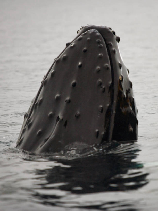 竖图,室外,白天,海洋,水,哺乳动物,野生动物,宏伟,动物,摄影,鲸,气象,气候,南极洲,鲸类,南极半岛,驼背鲸,杰拉许海峡,彩图