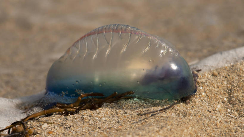 无人,横图,室外,特写,白天,沙子,无脊椎动物,摄影,痛苦,迈阿密,南部海滩,危险,海滩,水母,彩图