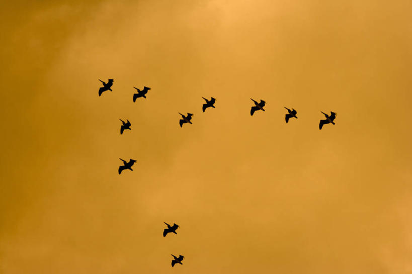 横图,室外,白天,仰视,合作,团队,野生动物,美国,形状,鸟类,飞,动物,橙色,摄影,水禽,领导,北美,北美洲,美洲,剪影,逆光,鹈鹕,佛罗里达,迈阿密,迈阿密海滩,南部海滩,北亚美利加洲,亚美利加洲,跟随,几何形状,把握,彩图,低角度拍摄,美利坚合众国,掌控