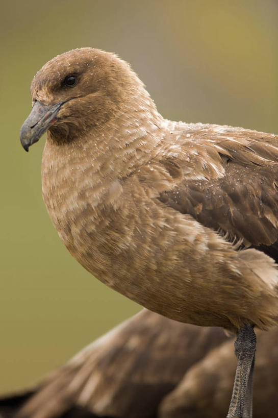 无人,竖图,室外,白天,侧面,鸟,生气,鸟类,褐色,愤怒,摄影,气象,恼怒,气候,愤慨,怒气,气愤,发怒,怒火,情绪,脾气,喙,忿怒,怨恨,强烈,气忿,南乔治亚岛,愤恨,次南极区群岛,肝火,激动,海燕,彩图,南冰洋