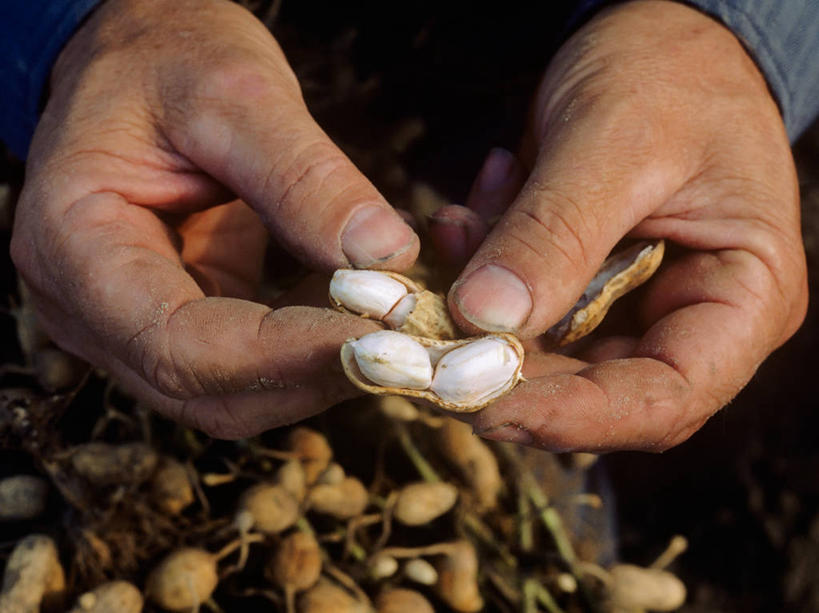 成年人,老年人,手,农民,横图,室外,白天,农业,花生,水果,美国,食品,坚果,摄影,北美,北美洲,清新,美洲,北亚美利加洲,亚美利加洲,维吉尼亚,老年男性,男人,男性,彩图,美利坚合众国