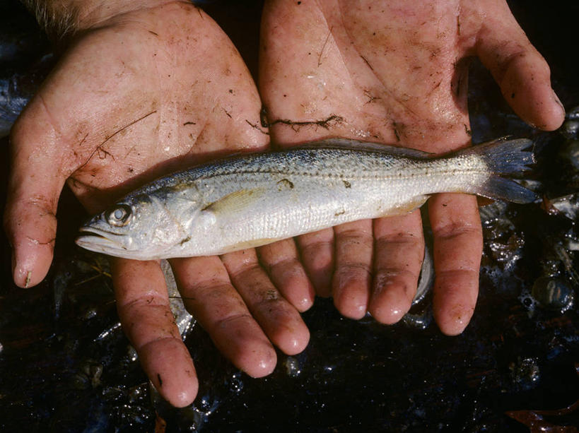 西方人,手,一个人,横图,室外,白天,海洋,欧洲,美国,欧洲人,鱼类,饮食,动物,摄影,部分,环境,污染,维吉尼亚,切萨皮克湾,畸形,白种人,海产,彩图,钓鱼