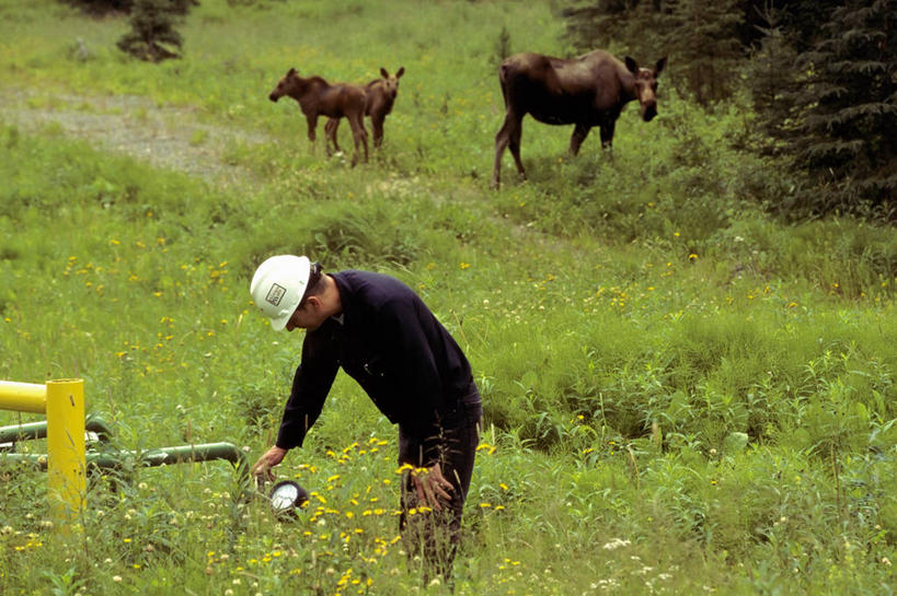 西方人,成年人,中年人,一个人,母亲,横图,室外,白天,建材,牛,金属制品,欧洲,美国,欧洲人,三只,检查,工作,金属,管子,管道,安全帽,钢管,摄影,环境,北美,北美洲,驼鹿,美洲,建筑材料,阿拉斯加,阿拉斯加州,量表,北亚美利加洲,亚美利加洲,最后的边疆,午夜阳光之地,男人,中年男性,白种人,彩图,美利坚合众国,基奈,精力,输油管道