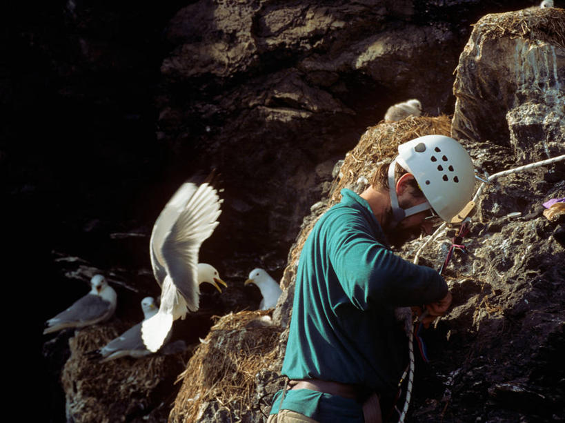 成年人,中年人,兽医,横图,室外,白天,工作服,制服,安全,海鸟,海鸥,美国,四只,环保,科学,鸟类,头盔,防护,油轮,衣服,动物,摄影,能源,保护,环境,污染,回收,水禽,资源,生物学,美洲,保险,防护服,利用,低碳,循环,阿拉斯加,保全,周全,安稳,安定,工作制服,持续,三趾鸥,平安,男人,男性,彩图,工作套服