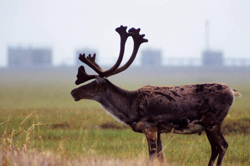 无人,横图,室外,白天,侧面,建材,金属制品,美国,金属,管子,管道,钢管,摄影,环境,建筑材料,驯鹿,彩图,输油管道