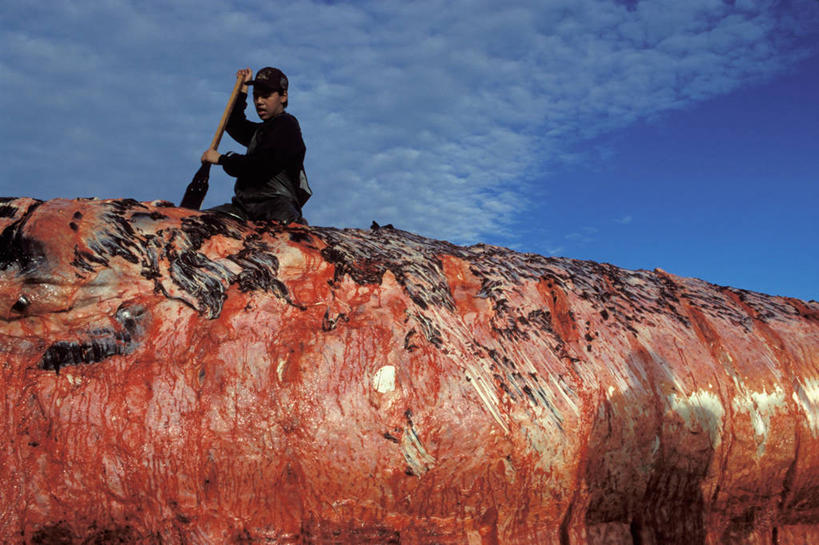 成年人,一个人,横图,室外,白天,美国,仅一个男性,仅一个人,工作,肉,食品,饮食,仅一个年轻男性,摄影,鲸,北极露脊鲸,男人,男性,年轻男性,年轻人,彩图