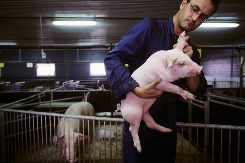 西方人,成年人,中年人,一个人,农民,横图,室内,农业,猪,挪威,欧洲,欧洲人,仅一个男性,仅一个人,仅一个中年男性,拿着,小猪,水笔,动物,两只,生病,摄影,抗生素,男人,男性,中年男性,白种人,彩图