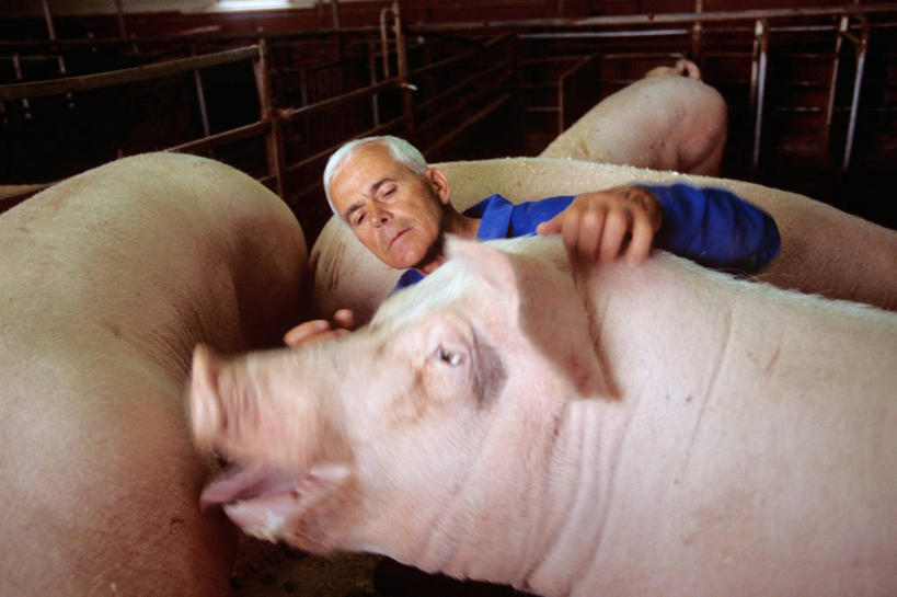 成年人,中年人,农民,横图,室内,运动模糊,农业,猪,挪威,丹麦,欧洲,药,动物,医疗用品,生病,摄影,疾病,抗生素,西欧,北欧,欧洲文化,斯堪狄纳维亚半岛,菲英岛,男人,男性,彩图