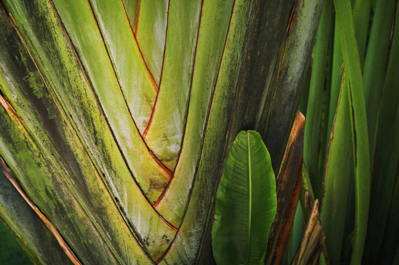 横图,室外,特写,白天,茎,花,摄影,彩图