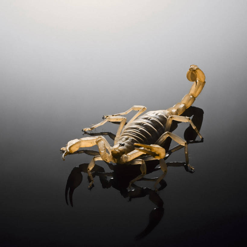 无人,方图,留白,风险,反射,动物,摄影,威胁,蝎子,丑陋,危险,彩图,影棚拍摄