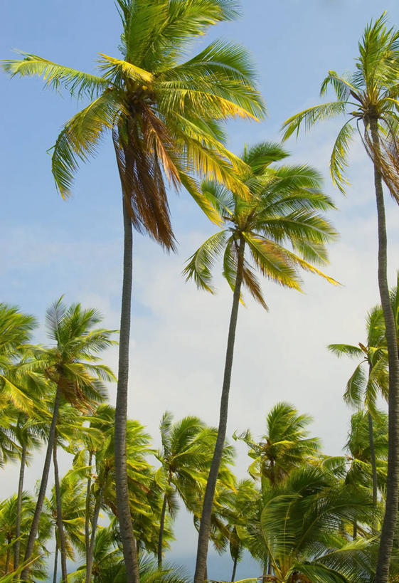 无人,竖图,室外,白天,树林,植物,棕榈树,叶子,澳大利亚,绿叶,树,树木,绿色,自然,嫩叶,摄影,生长,成长,宁静,热带气候,大洋洲,澳洲,棕榈叶,墨尔本,南方大陆,首府,夏威夷群岛,比格岛,澳大利亚联邦,维多利亚,维多利亚州,新金山,叶,叶片,棕树,棕榈,彩图,库克船长的小屋