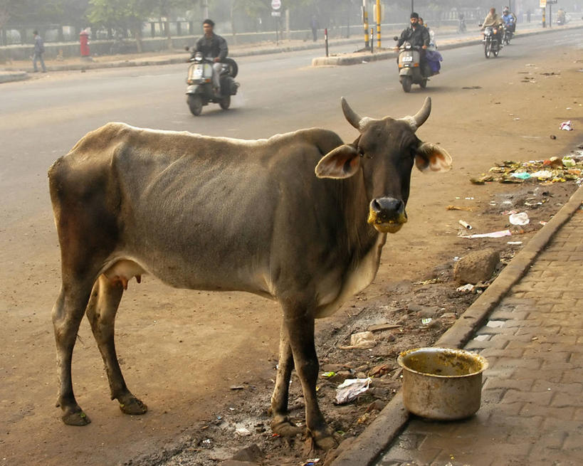 横图,室外,白天,街道,摩托车,牛,印度,垃圾,交通,首都,车,动物,交通工具,摄影,排水沟,贫穷,载具,肖像,反差,印度文化,印度教,新德里,德里,彩图,传统文化,发展中国家