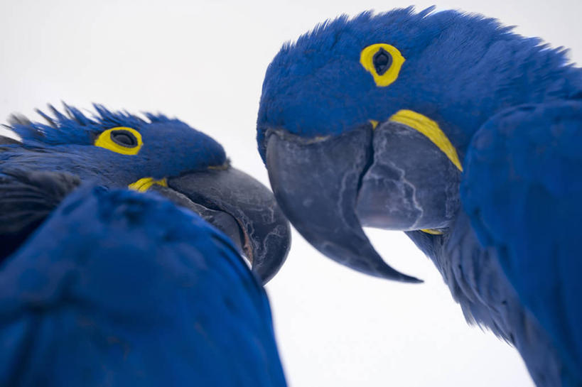 无人,横图,室外,特写,白天,侧面,友谊,鹦鹉,羽毛,美国,蓝色,动物,两只,摄影,北美,北美洲,美洲,喙,佛罗里达,佛罗里达州,佛州,阳光州,迈阿密海滩,北亚美利加洲,亚美利加洲,拥抱,彩图,美利坚合众国,风信子金刚鹦鹉