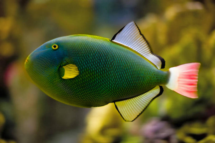 游泳,无人,横图,室内,侧面,水下,热带鱼,美国,水族馆,动物,摄影,鳍,热带气候,波士顿,马萨诸塞,鳞鲀,彩图