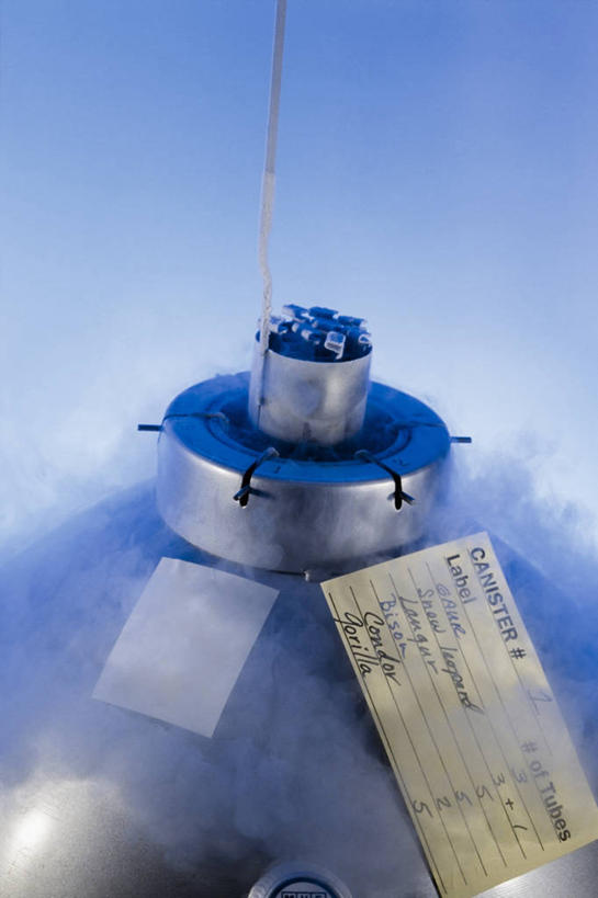 无人,竖图,室内,特写,雾,标签,摄影,濒危物种,彩图,低温生物学