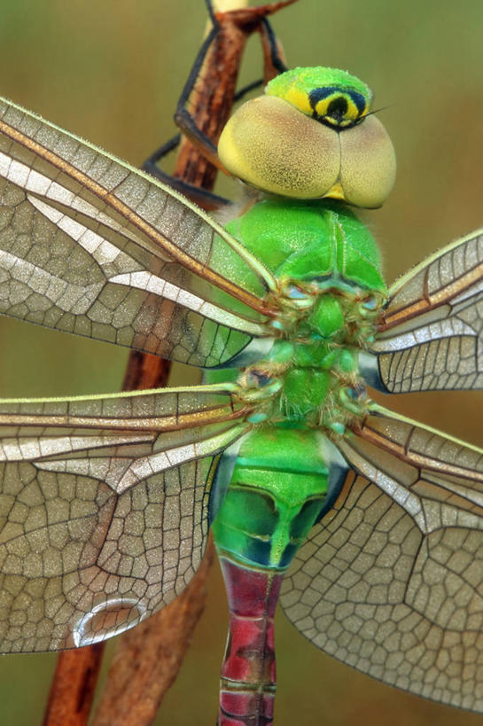 无人,竖图,室外,特写,白天,半透明,透明,蜻蜓,昆虫,绿色,自然,摄影,胸腔,复眼,彩图