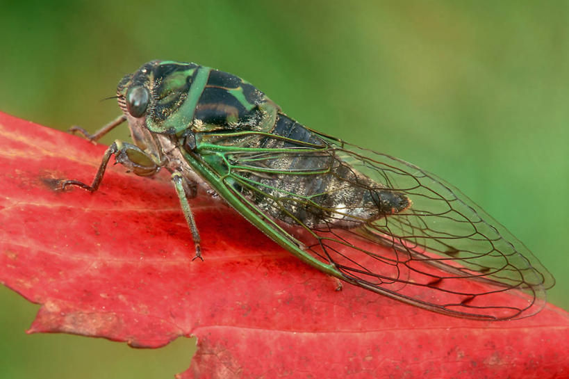无人,横图,室外,特写,白天,侧面,枫树,蝉,叶子,透明,昆虫,红色,绿色,自然,摄影,秋天,彩图