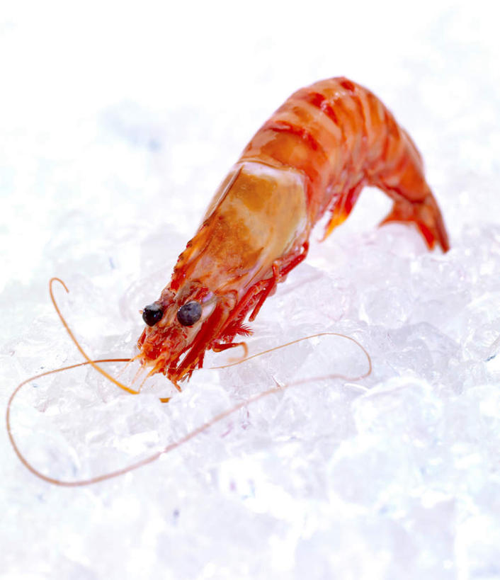 无人,竖图,俯视,室内,特写,白天,白色背景,虾,一只,趴着,摄影,影棚,斑节对虾,斑节虾,日本对虾,竹节虾,趴,彩图,高角度拍摄,全身,影棚拍摄,拍摄