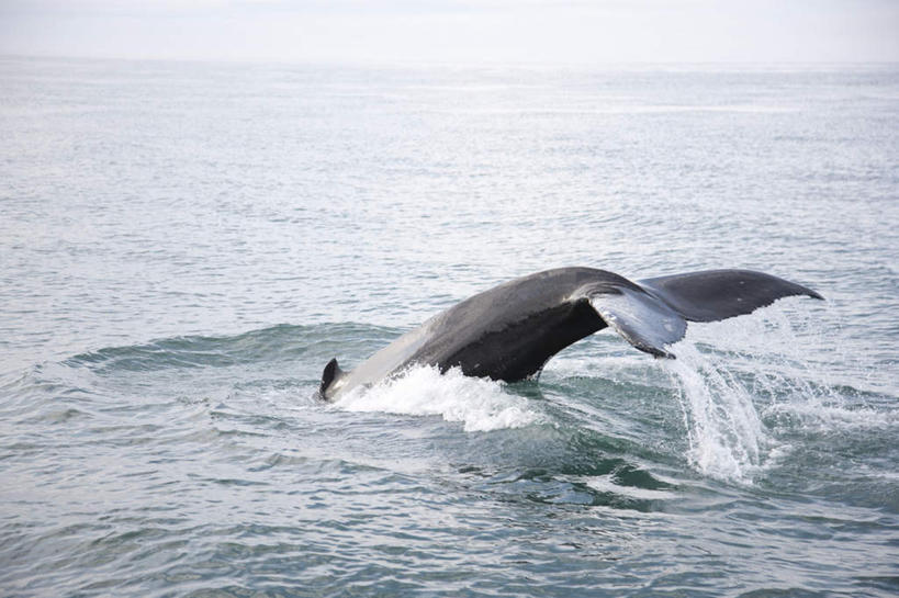 游泳,无人,横图,室外,白天,正面,旅游,度假,海浪,海洋,美景,哺乳动物,鲸鱼,一条,景观,浪花,水平线,辽阔,海平线,娱乐,海洋生物,蓝色,蓝天,天空,自然,海水,动物,天,享受,休闲,广阔,景色,放松,鲸,座头鲸,晴朗,一望无际,自然风光,水生动物,水生物,海景,海底动物,万里无云,泅水,鲸类,大翅鲸,巨臂鲸,锯臂鲸,驼背鲸,无边无际,一马平川,拍浮,大海,风浪,海,海水的波动,近岸浪,涌浪,晴空,晴空万里,半身,彩图,水天相接,水天一线