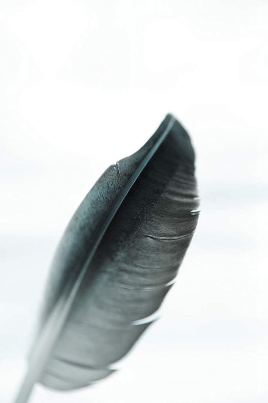 无人,竖图,室内,白天,白色背景,正面,羽毛,一片,轻盈,柔软,纹路,纹理,黑色,摄影,影棚,肌理,轻柔,彩图,影棚拍摄,拍摄