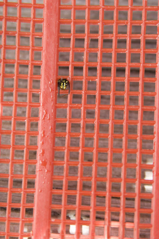 无人,栏杆,竖图,室外,白天,正面,旅游,度假,美景,昆虫,格子,景观,围栏,娱乐,护栏,一只,自然,动物,享受,休闲,景色,放松,自然风光,黄蜂,益虫,胡蜂,马蜂,蚂蜂,彩图,全身