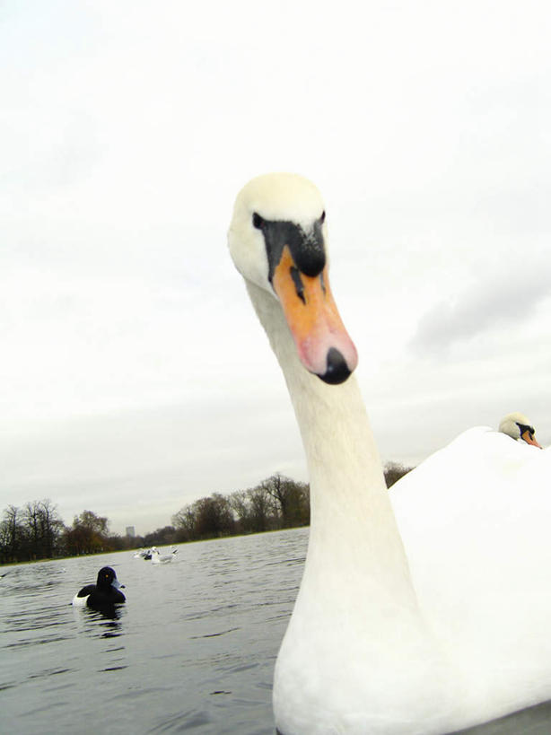 游泳,无人,竖图,室外,白天,仰视,旅游,度假,河流,美景,水,鸟,野生动物,天鹅,瑞典,欧洲,鸟类,河水,景观,水流,娱乐,一只,自然,动物,享受,休闲,景色,放松,可爱,斯堪的纳维亚,自然风光,北欧,斯堪的纳维亚半岛,泅水,瑞典王国,拍浮,鹄,半身,彩图,低角度拍摄