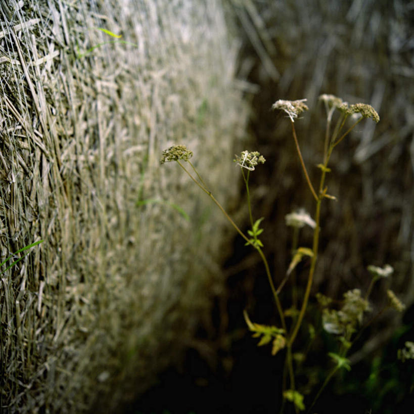 无人,方图,室外,白天,正面,旅游,度假,草地,草坪,美景,植物,瑞典,欧洲,景观,娱乐,草,绿色,自然,享受,休闲,景色,放松,斯堪的纳维亚,自然风光,北欧,斯堪的纳维亚半岛,瑞典王国,彩图