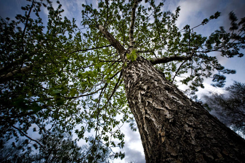 无人,横图,室外,特写,白天,仰视,旅游,度假,美景,植物,叶子,欧洲,冰岛,阴影,光线,影子,景观,云,云朵,绿叶,云彩,娱乐,树,树木,蓝色,绿色,白云,蓝天,天空,阳光,自然,天,享受,休闲,嫩叶,景色,放松,生长,成长,自然风光,北欧,冰岛共和国,阿库雷里,叶,叶片,彩图,低角度拍摄
