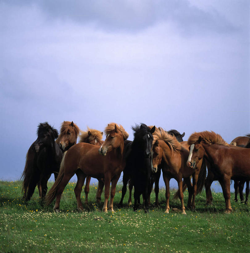 无人,站,竖图,室外,白天,正面,旅游,度假,草地,草坪,美景,植物,马,野生动物,欧洲,冰岛,一群,许多,阴影,光线,影子,景观,云,云朵,很多,云彩,注视,娱乐,草,蓝色,绿色,白云,蓝天,天空,阳光,自然,动物,天,观察,看,站着,享受,休闲,景色,放松,运输,牲畜,晴朗,观看,生态,察看,关注,自然风光,北欧,冰岛共和国,群落,生态系统,生物圈,种群,晴空,站立,半身,彩图