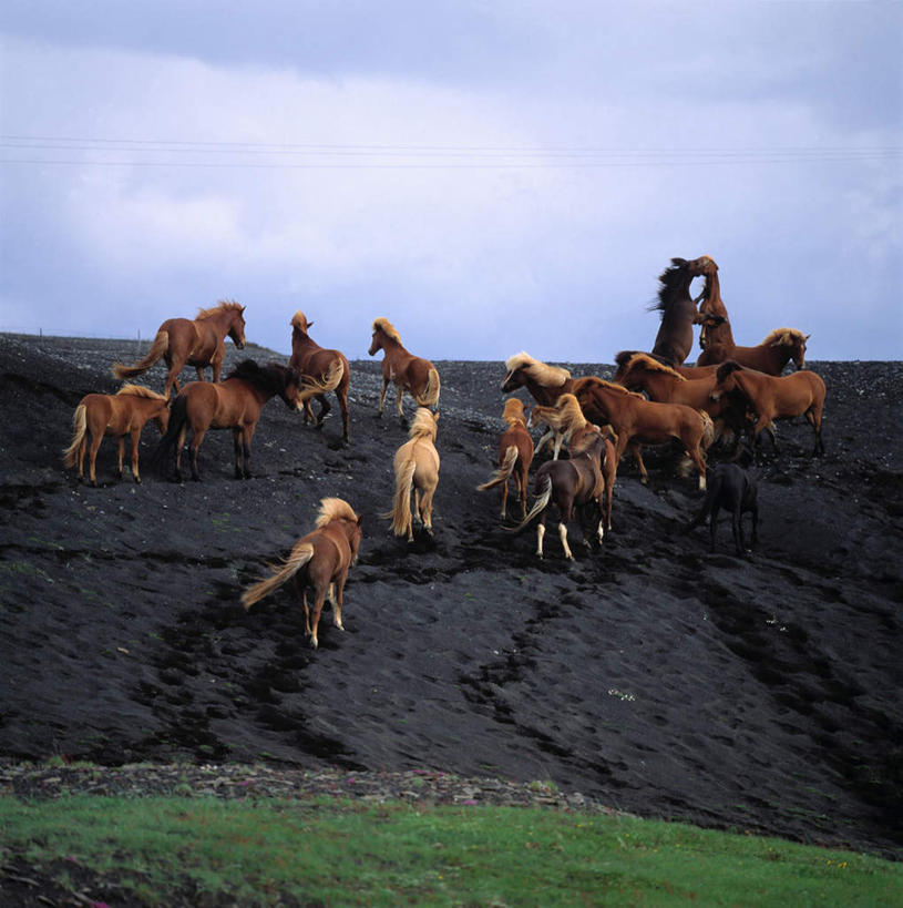 无人,站,竖图,室外,白天,正面,旅游,度假,草地,草坪,美景,植物,马,野生动物,欧洲,冰岛,一群,许多,阴影,光线,影子,景观,云,云朵,很多,云彩,注视,娱乐,草,蓝色,绿色,白云,蓝天,天空,阳光,自然,动物,天,观察,看,站着,享受,休闲,景色,放松,运输,牲畜,晴朗,观看,生态,察看,关注,自然风光,北欧,冰岛共和国,群落,生态系统,生物圈,种群,晴空,站立,半身,彩图