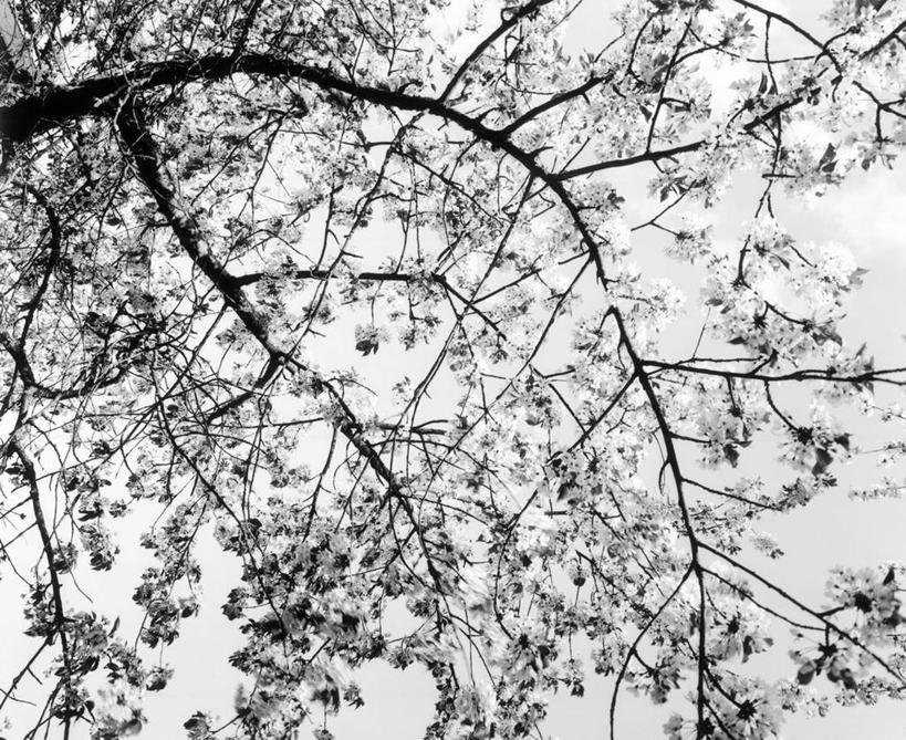 无人,横图,黑白,室外,白天,正面,植物,瑞典,欧洲,阴影,光线,影子,枝条,树,树木,树枝,蓝色,蓝天,天空,阳光,天,斯堪的纳维亚,北欧,斯堪的纳维亚半岛,瑞典王国,虬枝,枝杈