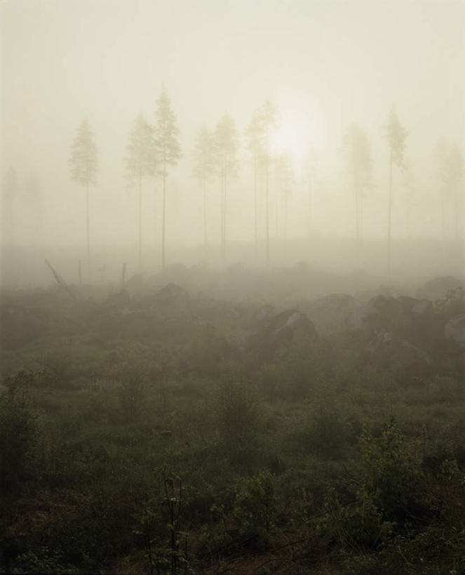 无人,竖图,室外,白天,正面,草地,草坪,石头,美景,植物,雾,覆盖,朦胧,模糊,平静,石子,景观,凌晨,清晨,草,树,树木,绿色,自然,包围,景色,安静,生长,成长,宁静,迷雾,早晨,静谧,自然风光,沉静,笼罩,恬静,安祥,僻静,清静,太平,石块,岩石,大雾,彩图