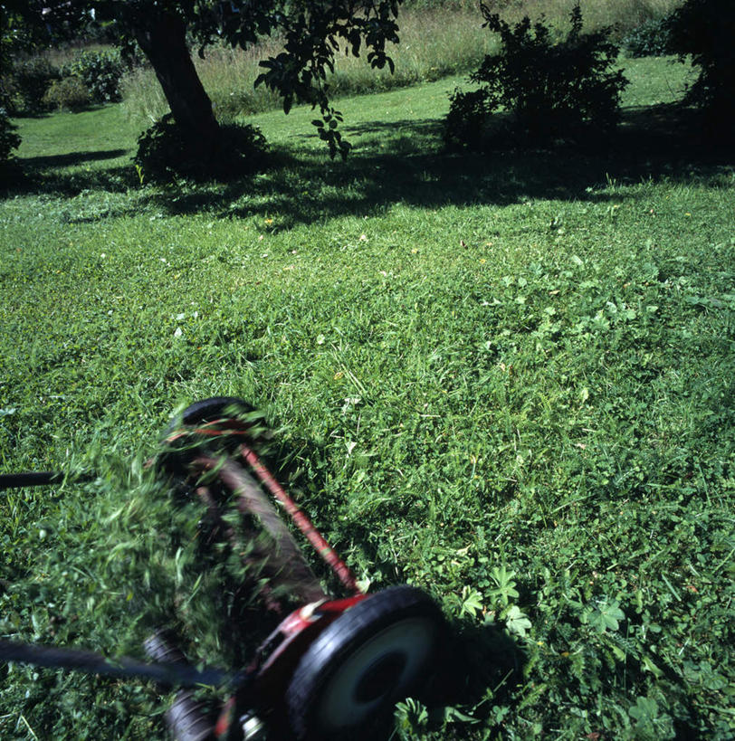 无人,竖图,室外,白天,正面,草地,草坪,植物,阴影,新鲜,光线,工具,影子,草,树,树木,一个,绿色,阳光,自然,器械,生长,单个,成长,青春,割草机,切割,生命,和平,安详,锄草,农具,耕具,冷色,修整,彩图