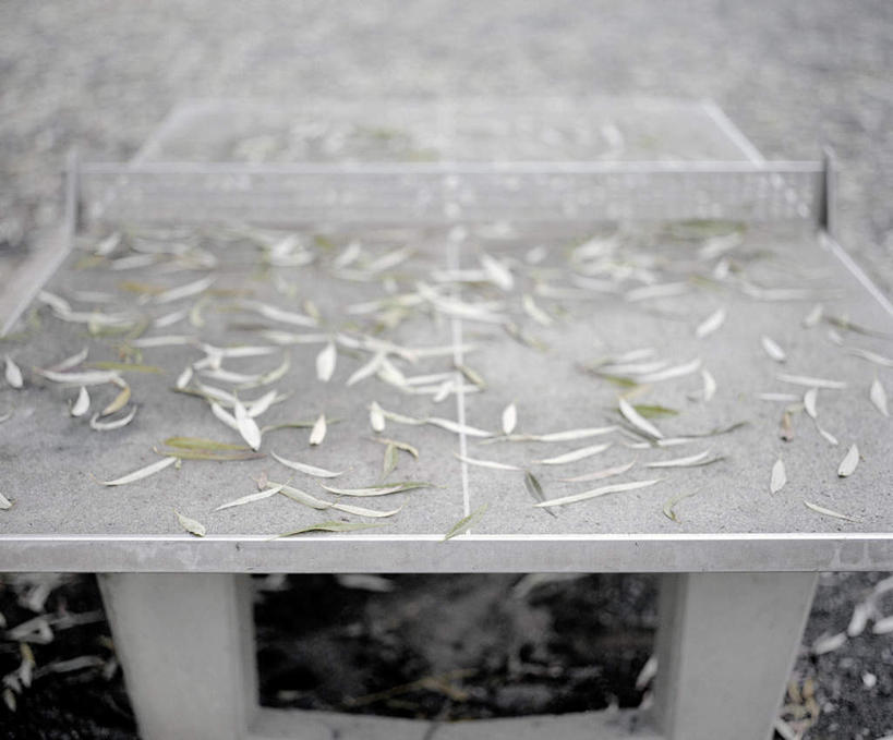 无人,横图,室内,白天,正面,数码,科技,秋季,叶子,阴影,网络,球网,枯叶,落叶,乒乓球拍,乒乓球装备,球拍,高光,几何,计算机图形,合成,运动器械,健身器械,乒乓球网,电脑合成图,数码合成图,健身器材,球台,写实,具体,具象,乒乓球球拍,乒乓球,乒乓球运动,叶,叶片,秋,秋天,彩图,运动器材