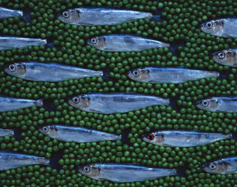 海鲜,无人,横图,俯视,室外,特写,白天,植物,蔬菜,一排,许多,阴影,丰富,新鲜,整齐,并列,并排,光线,鱼,影子,豆类,豆子,豌豆,食品,很多,丰盛,水产,荷兰豆,鱼类,海洋生物,食物,排列,阳光,健康,有机食品,绿色食品,死亡,队列,水生动物,海产品,平行,水生物,雪豆,海底动物,豆科,寒豆,毕豆,麻累,国豆,小寒豆,麦豌豆,殒命,安康,灭亡,丰硕,康健,丰厚,富厚,厚实,彩图,高角度拍摄,全身