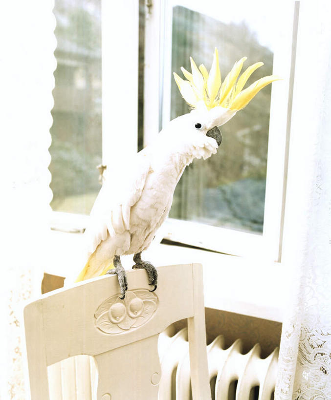 无人,家,站,竖图,俯视,室内,白天,别墅,窗户,鸟,鹦鹉,椅子,玻璃,一张,阴影,光线,鸟类,影子,房屋,屋子,公寓,注视,洋房,楼房,玻璃窗,住宅,座位,玻璃制品,一只,阳光,动物,观察,看,站着,可爱,活泼,观看,察看,关注,观赏鸟,坐位,美冠鹦鹉,站立,彩图,高角度拍摄,全身,房子