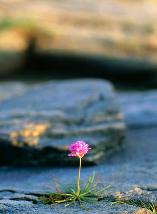 无人,竖图,室外,白天,正面,旅游,度假,石头,美景,瑞典,欧洲,阴影,朦胧,模糊,盛开,光线,石子,影子,景观,悬崖,花蕾,娱乐,花,花瓣,花朵,鲜花,一朵,粉色,阳光,自然,花苞,花蕊,享受,休闲,景色,放松,斯堪的纳维亚,自然风光,北欧,斯堪的纳维亚半岛,绝壁,布胡斯,瑞典王国,怜悯,同情,海石竹,石块,岩石,彩图