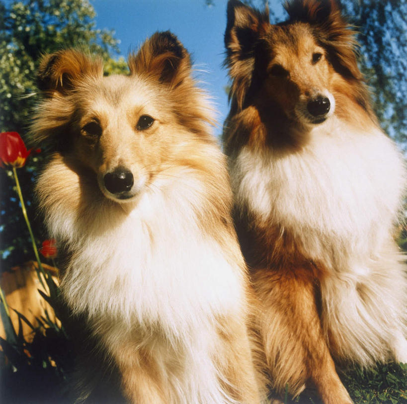 无人,坐,横图,室外,特写,白天,仰视,旅游,度假,草地,草坪,美景,植物,宠物,狗,阴影,朦胧,模糊,光线,影子,景观,注视,娱乐,苏格兰牧羊犬,草,树,树木,蓝色,绿色,蓝天,天空,阳光,自然,动物,天,观察,看,两只,享受,休闲,景色,放松,可爱,生长,牧羊犬,晴朗,成长,观看,察看,关注,自然风光,柯利牧羊犬,忠诚,万里无云,柯利犬,苏牧,晴空,晴空万里,犬,坐着,半身,彩图,低角度拍摄
