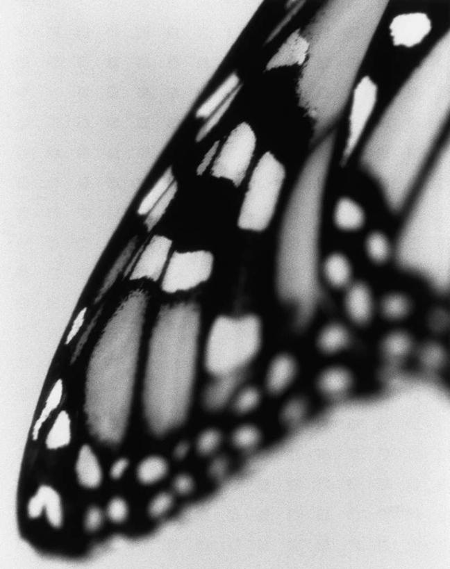 无人,竖图,黑白,室内,特写,白天,白色背景,正面,蝴蝶,伸展,张开,展翅,阴影,光线,翅膀,昆虫,影子,注视,停留,一只,动物,观察,看,摄影,影棚,观看,停止,察看,关注,益虫,张开翅膀,逗留,停顿,展开翅膀,半身,影棚拍摄,拍摄