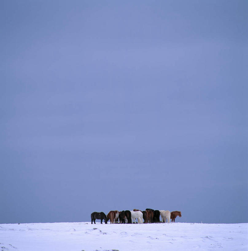 无人,站,竖图,室外,白天,侧面,旅游,度假,美景,雪,大雪,马,野生动物,欧洲,冰岛,一群,许多,阴影,光线,影子,积雪,景观,雪景,冬季,冬天,很多,注视,娱乐,蓝色,蓝天,天空,阳光,自然,动物,天,观察,看,站着,享受,休闲,景色,放松,寒冷,运输,牲畜,晴朗,观看,察看,关注,自然风光,北欧,万里无云,冰岛共和国,严寒,冰岛马,晴空,晴空万里,站立,彩图,全身