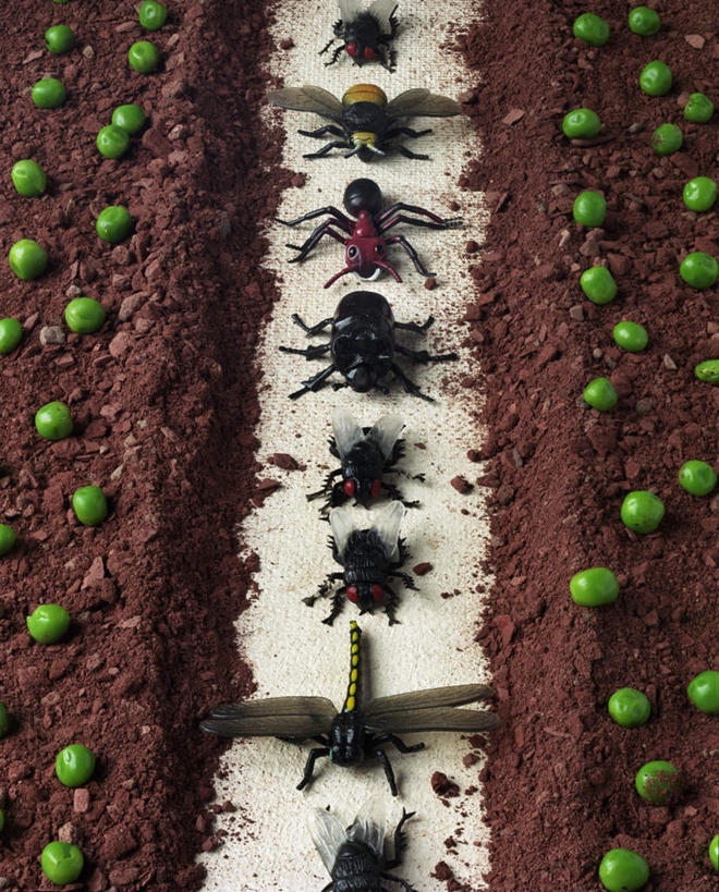 无人,竖图,俯视,室内,白天,植物,苍蝇,豆,一堆,一排,许多,阴影,堆叠,堆积,整齐,光线,细菌,蜻蜓,昆虫,蜘蛛,影子,泥土,土壤,灯光,豆类,豆子,很多,排列,动物,摄影,影棚,堆,八脚螅,队列,节肢动物,益虫,病菌,豆科,害虫,传染,四害,波丝,幽灵蛛,青大豆,青豆,半身,彩图,高角度拍摄,影棚拍摄,拍摄