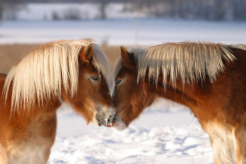 无人,站,吻,横图,室外,白天,侧面,旅游,度假,美景,雪,大雪,马,野生动物,阴影,平静,光线,影子,积雪,景观,雪景,冬季,冬天,娱乐,相视,阳光,自然,动物,站着,享受,休闲,面对面,景色,安静,放松,寒冷,友好,运输,牲畜,对视,宁静,两匹,友爱,静谧,自然风光,相对,相看,严寒,沉静,恬静,安祥,僻静,清静,太平,亲,亲吻,站立,半身,彩图