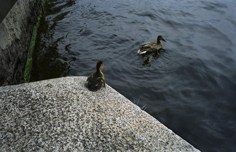 游泳,无人,横图,俯视,室外,白天,旅游,度假,河流,石头,美景,水,鸟,羽毛,瑞典,欧洲,阴影,波纹,轻盈,柔软,粗糙,平静,光线,鸟类,鸭,石子,影子,河水,景观,水流,注视,娱乐,家禽,水纹,阳光,自然,动物,波浪,观察,看,两只,享受,休闲,景色,安静,放松,高低,栖息,牲畜,观看,宁静,凹凸,察看,毛糙,斯堪的纳维亚,关注,静谧,自然风光,北欧,斯堪的纳维亚半岛,秋沙鸭,轻柔,沉静,泅水,恬静,安祥,僻静,清静,太平,普通秋沙鸭,莎鸭,瑞典王国,栖身,拍浮,石块,岩石,彩图,高角度拍摄,全身,粗拙