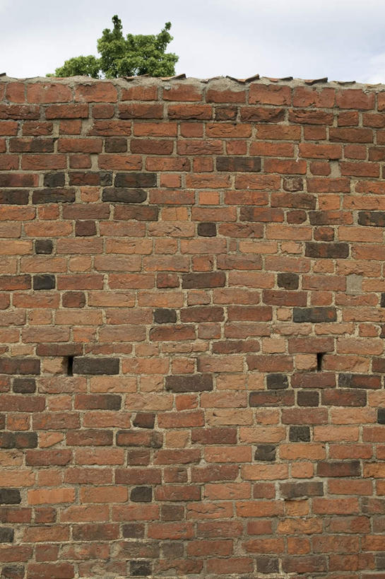 无人,竖图,室外,白天,正面,植物,阴影,平静,光线,影子,墙,云,云朵,云彩,砖墙,墙壁,墙面,树,树木,蓝色,绿色,白云,蓝天,天空,阳光,天,安静,生长,晴朗,成长,宁静,静谧,沉静,恬静,安祥,僻静,清静,太平,晴空,彩图